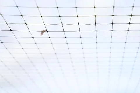 Small feather stuck in the wire mesh roof of the bird breeding farm on blue sky Stock Photos