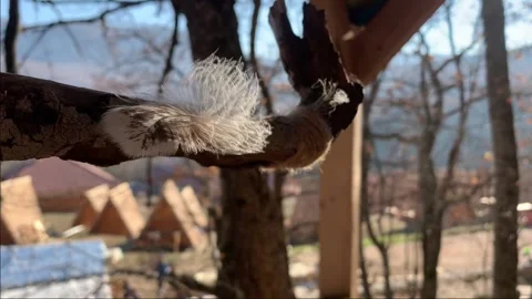 Small feather swaying in the wind Stock Footage 146504832