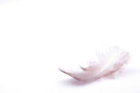 The small feather on a white background Stock Photos