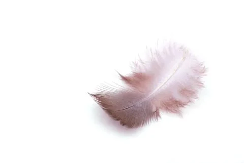 The small feather on a white background Stock Photos
