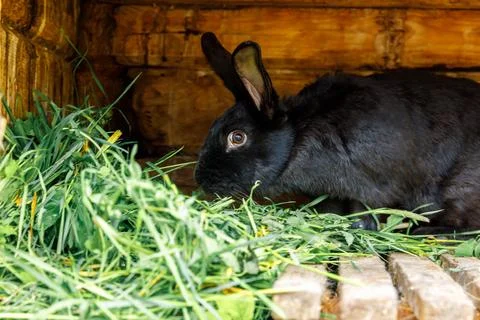 Small feeding black rabbit chewing grass in rabbit-hutch on animal farm, ba.. Stock Photos