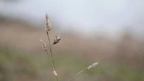 Small fern blowing in the wind. Stock Footage 123394184