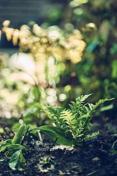 Small Fern in spring sunlight Stock Photos