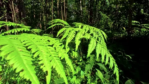 Small fern tree in the forest Video stock 220445113