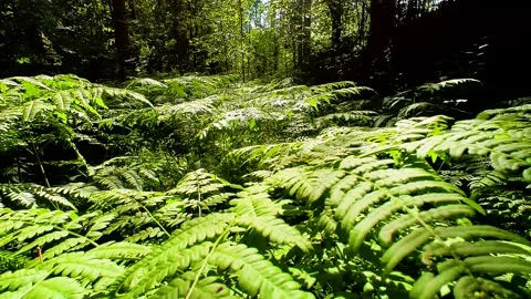 Small fern tree in the forest Stock Footage 225324068