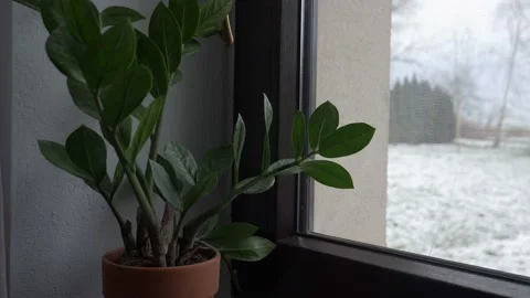 Small ficus on the windowsill by the window Stock Footage 146143312