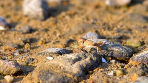 Small fiddler crab waving its claw on the beach Stock-Footage 345546140