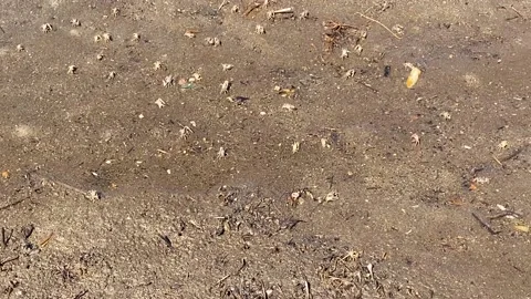 Small fiddler crabs on the beach in Baja Mexico Stock Footage 235734211
