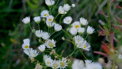 Small field daisies. chamomiles on sunny summer day. white wild flower. Col.. Stock Footage 282260111