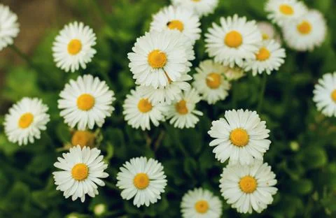 A small field of daisies Stock Photos