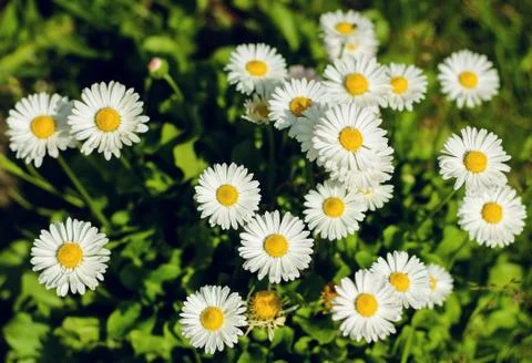 A small field of daisies Stock Photos