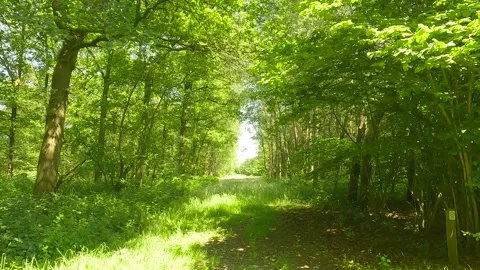 A small field in the forest in the daylight. Stock Footage 244586887