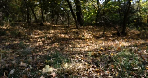 A small field in the forest.carpet meadows .camera movement from left to right Stockbeeldmateriaal 118393242