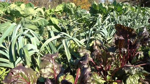 Small field full of vegetables in organic farm Stock Footage 71005039