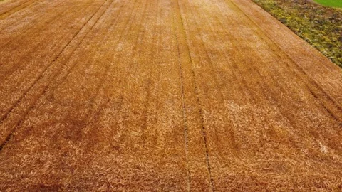 Small field with golden wheat Stock Footage 161067208