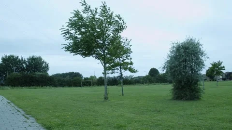 Small Field Of Grass Filled With Trees Video stock 247143018