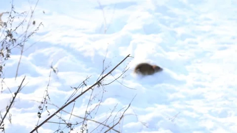 Small Field Mouse Running on Snow, winter survival in nature. Rodent. Stock Footage 326944203