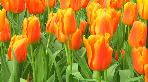 Small field of orange tulips Stock Footage 4963713
