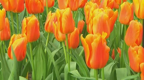 Small field of orange tulips Stock Footage 10740532