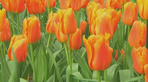 Small field of orange tulips Stock Footage 10742826
