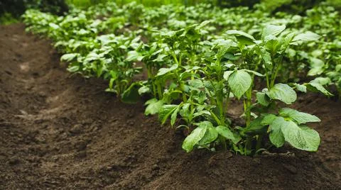 Small field with potatoes in the garden in summer close-up. Agriculture Stock Photos