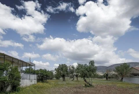 Small field with some olive trees under a cloudy sky. Megalo Pefko , Greece. Stock Photos