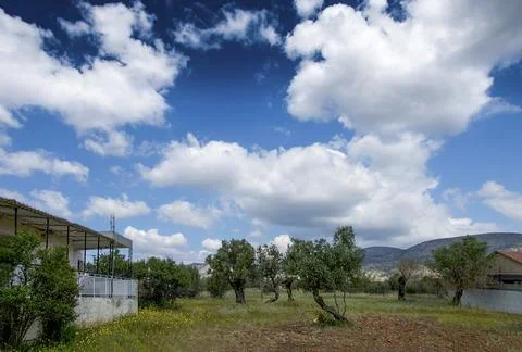 Small field with some olive trees under a cloudy sky. Megalo Pefko , Greece. Stock Photos