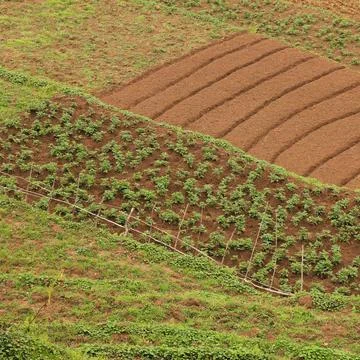 Small fields in Ghandruk, Nepal. Stock Photos