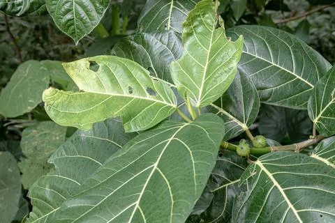 Small fig cluster on broad tropical forest leaves Stock Photos