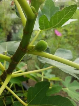 Small fig growing on fig tree branch in summer Stock Photos