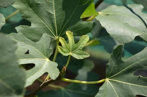 Small Fig Leaf Surrounded with Bigger Stock Photos