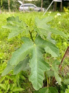 Small fig tree, fig leaves, fig tree Stock Photos