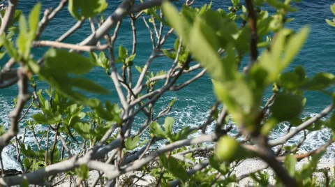 Small Fig tree Stock Footage 671461