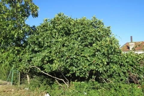Small fig tree in the fruit orchard Stock Photos