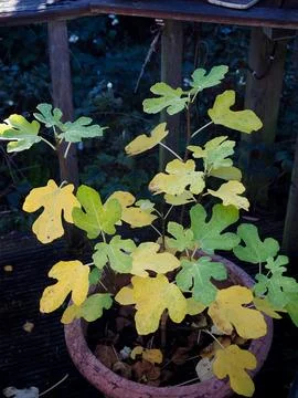 A small fig tree growing in a pot on a wooden patio during the autumn Stock Photos