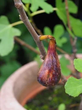 A small fig tree growing in a pot with ripe fig hanging down Stock Photos