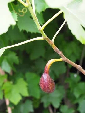 A small fig tree growing in a pot with ripe fig hanging down Stock Photos