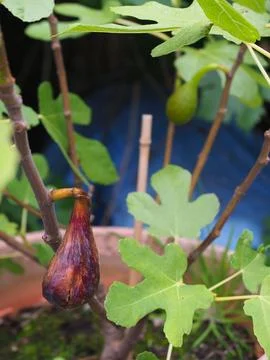 A small fig tree growing in a pot with ripe fig hanging down Stock Photos