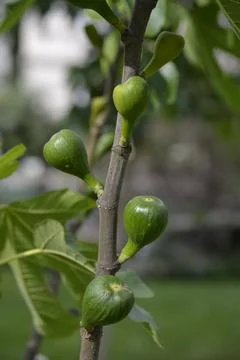 A small fig tree in the middle of the green park Stock Photos