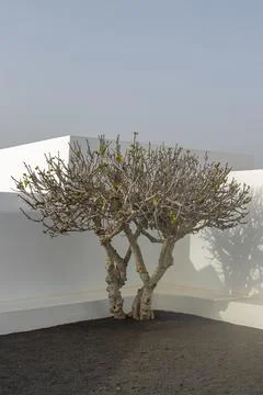 Small fig tree on a white wall. Stock Photos