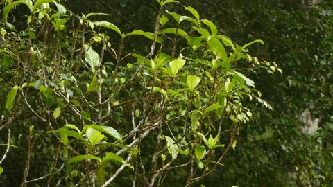 Small finch like bird biting end of leaf... | Stock Video | Pond5