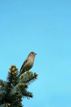 Small finch Stock Photos