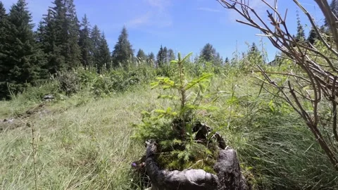 Small fir born inside a trunk in Trentino Video stock 220561612