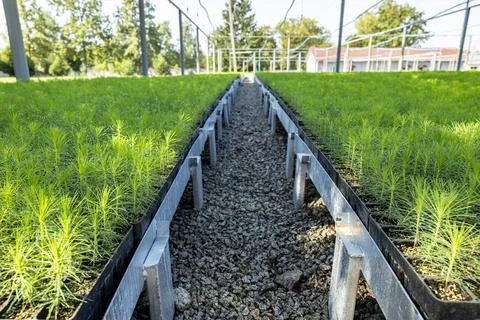 Small fir pine tree growing in a nursery plantation outdoor. rows with saplin Stock Photos