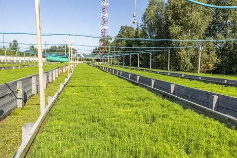 Small fir pine tree growing in a nursery plantation outdoor. rows with saplin Stock Photos