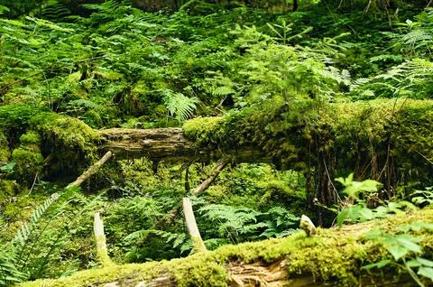 Small fir tree grows on a fallen, moss-covered tree trunk Stock Photos