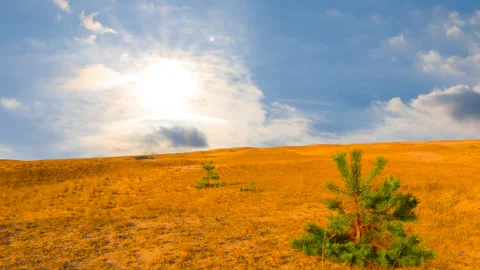 Small fir tree growth on a sand at summer sunny day Stock Footage 345672708