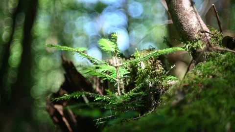 A small fir tree in a summer forest Video stock 217381005