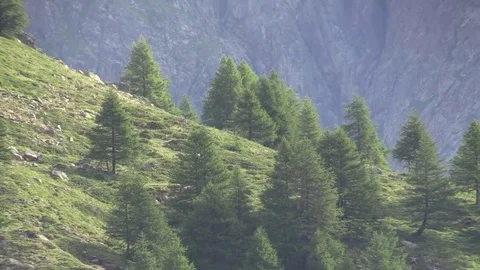 Small fir trees on the edge of the mountain Stock Footage 79754304