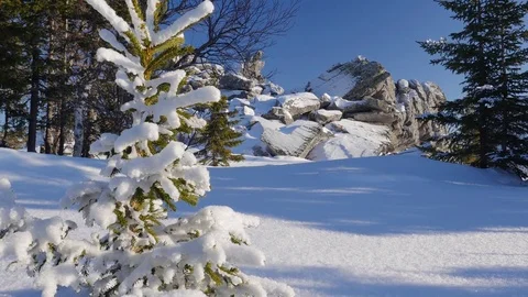 A small fir in a winter forest. 動画素材 84566027